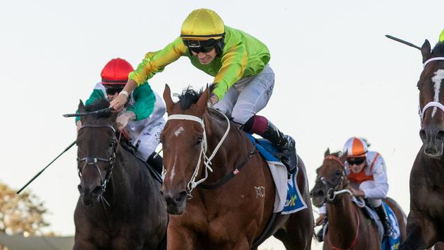 Snoopy Now wins the Port Adelaide Guineas at Morphettville. Picture: Makoto Kaneko