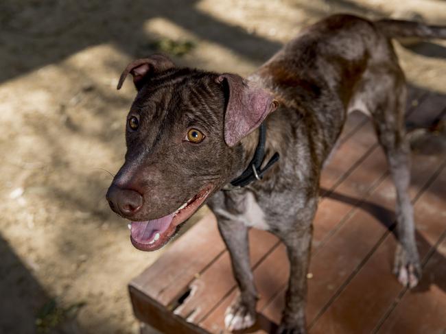 Kojak’s fur is slowly growing back. Picture: Jerad Williams