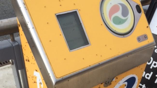 Southport tram goers can expect to be mobbed this morning – by swarms of flying ants. Photo: supplied