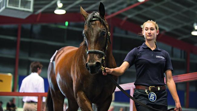 Winx in the 2013 yearling sale ring.