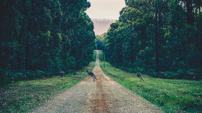 As police continue to investigate a number of frightening incidents of shots being fired in the South Burnett, illegal hunters near Kilkivan and Goomeri are firmly in police sights.