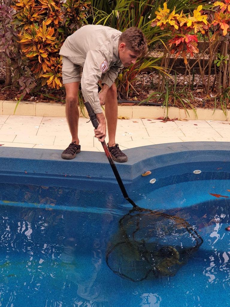 A ranger was called to remove the little freshie. Picture: Calipso Pools