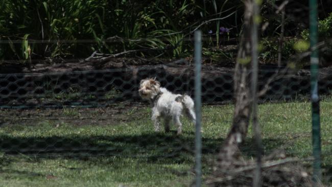Ted at MP Steve Herbert's Trentham home. Picture: Christopher Chan