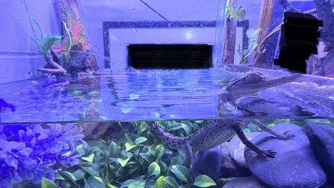 The young crocodile was deemed to be healthy upon examination. Photo: Supplied.