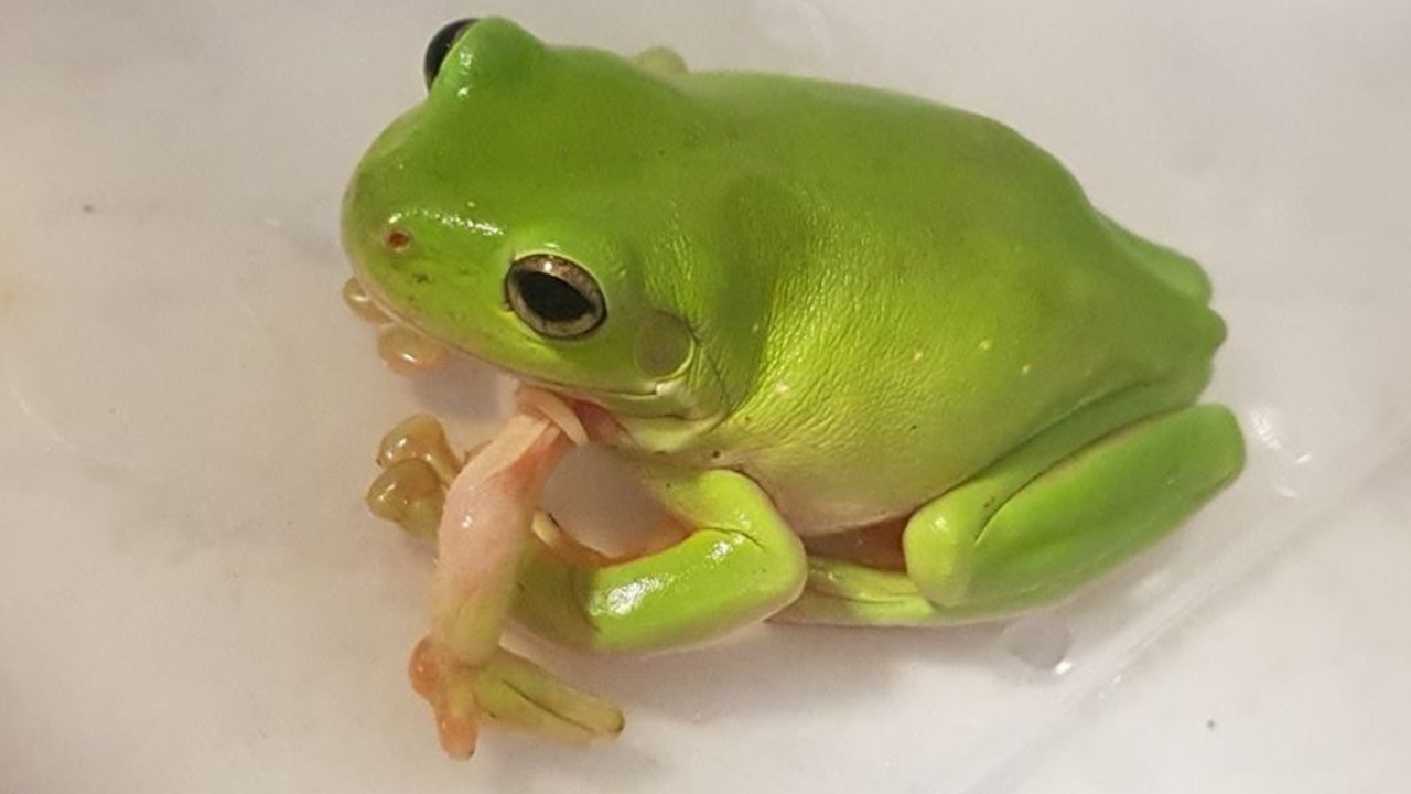 Five-legged frog discovered in Mackay | The Courier Mail