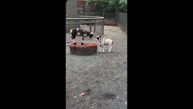 Rambunctious Harlequin Lambs Make Debut at Central Park Zoo
