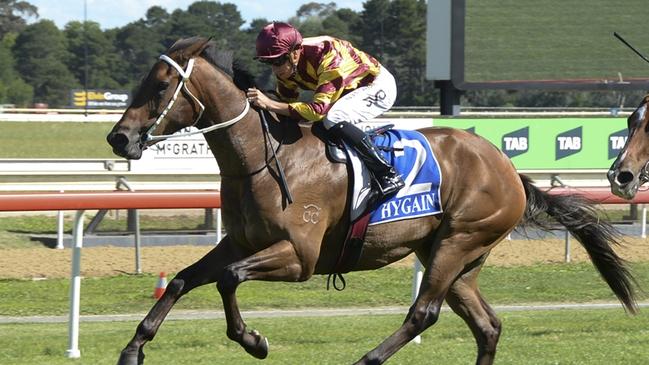 Cable Express is on trial of a crack at the Queensland Derby when he heads to Randwick-Kensington on Wednesday. Picture: Bradley Photos