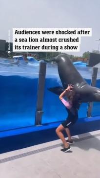 Sea lion almost crushes trainer during show