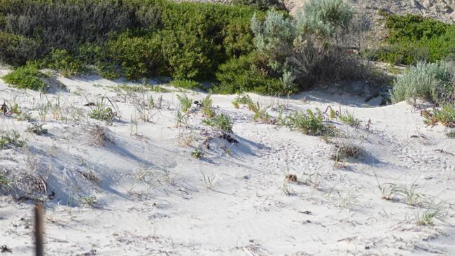 The dunes of Port Willunga where the hooded plovers nest. Picture: Kerri Bartley, City of Onkaparinga