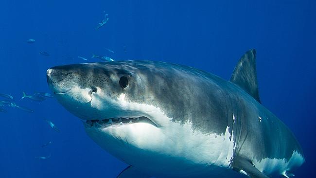 Shark scare clears water at Bilgola Beach, Newport Beach | Daily Telegraph