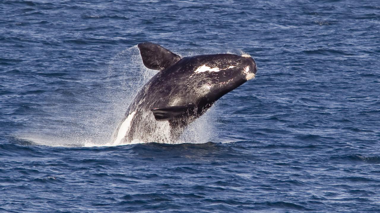 Southern right whales are very rare in parts of Australia.