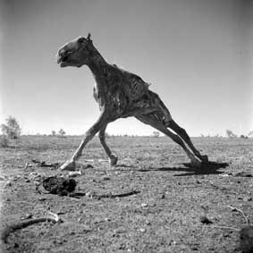 Sidney Nolan, Untitled (Standing Horse Carcass), 1952, archival inkjet print, 23 x 23cm Heide Museum of Modern Art