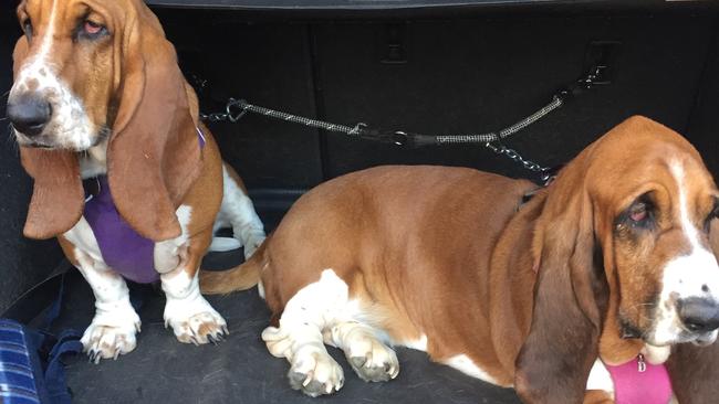 Dorothy and Delilah from Winston Hills love going for trips in the car to the local dog park. Picture: Owen Wraight
