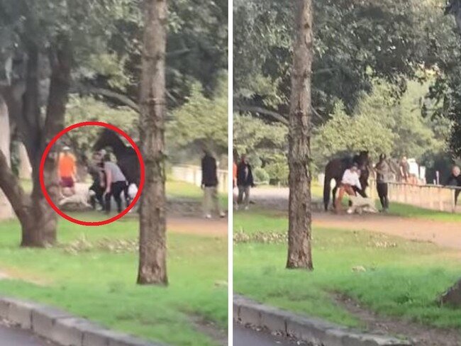 Disturbing footage has captured an unruly off leash pitbull attacking a horse in front of onlookers at one of Sydney’s busiest parks.