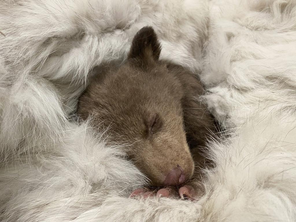 The cub was “extremely fragile” when he arrived at the San Diego Humane Society, but he has since been receiving the VIP treatment. Picture: San Diego Humane Society via AP