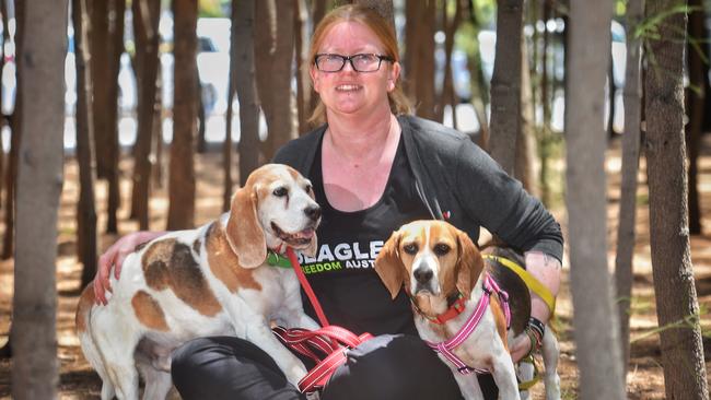 Nikki Steendam from Beagle Freedom Australia with Ged and Coconut, two beagles formerly used for animal testing. Picture: Tony Gough