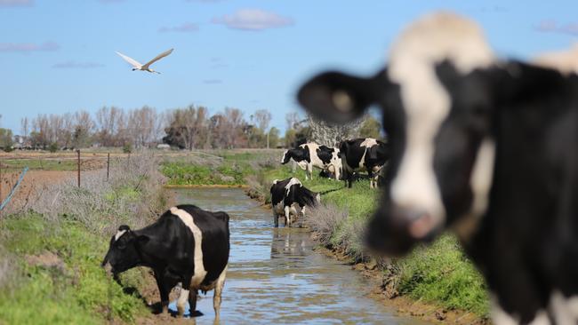 Irrigated dairy farming faces a bleak future if the Federal Government buys more water out of the Basin, as competition for a swindling pool pushes farmers off the land. Picture: Alex Coppel