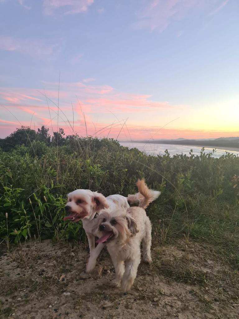 These pups were snapped modelling at gallows by Laura Kennedy.