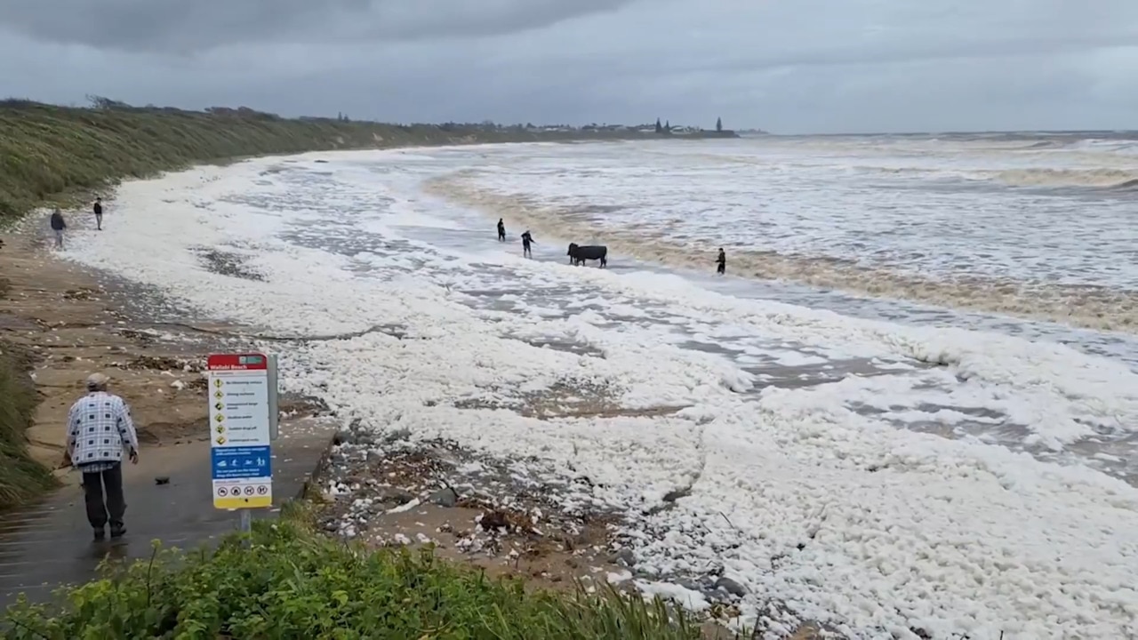 Cows wash up on Wallabi Beach in floodwaters