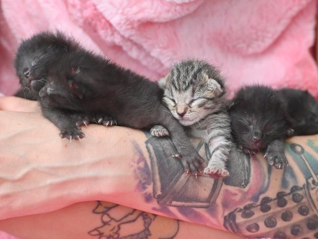 16/01/22. In an incredible tale of survival, six 6/7day-old kittens were found a few days ago, huddled together inside a car tyre as it was unloaded from a shipping container that had travelled all the way from Port Adelaide to a tyre recycling depot at Lonsdale. Foster & Neonatal carer Bianca Payne with the kittens (only 5 survived). The kittens will be rehomed in 8/10 weeks.Picture: Keryn Stevens