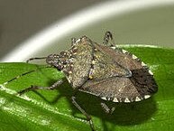 Threat: A vessel containing the brown marmorated stink bug has been directed of Australian shores. 