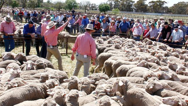 Bidding picks up at Jerilderie where most young ewes sold for more than $300. One breeder described it as a “return of the good old days”. Picture: Jenny Kelly