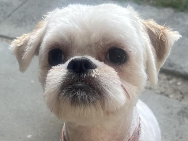 A man has been charged after allegedly beating Millie the dog to death in Kilsyth. Millie is pictured with her family  Picture: Facebook, ,