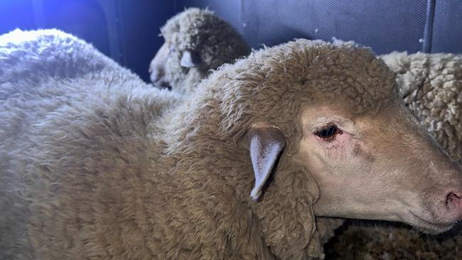 Ewe lost, mate? Sheep found wandering inner Adelaide intersection