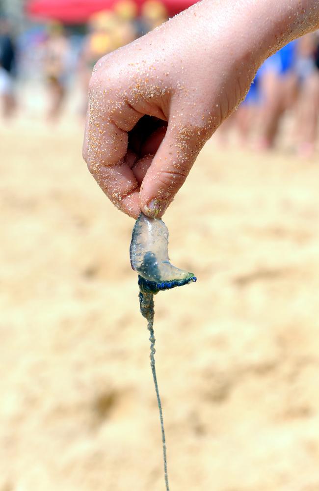 Surf lifesavers warn to watch out for the stingers!