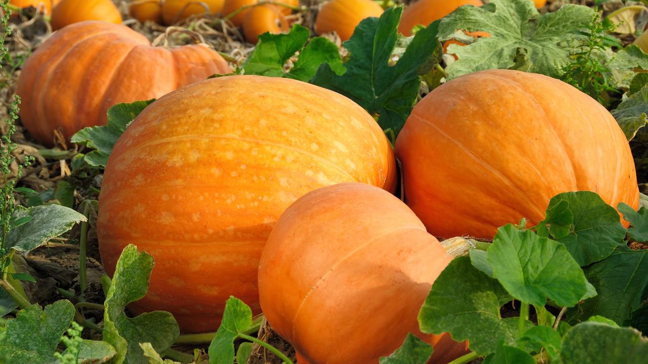 It takes as long as four months to grow a pumpkin.