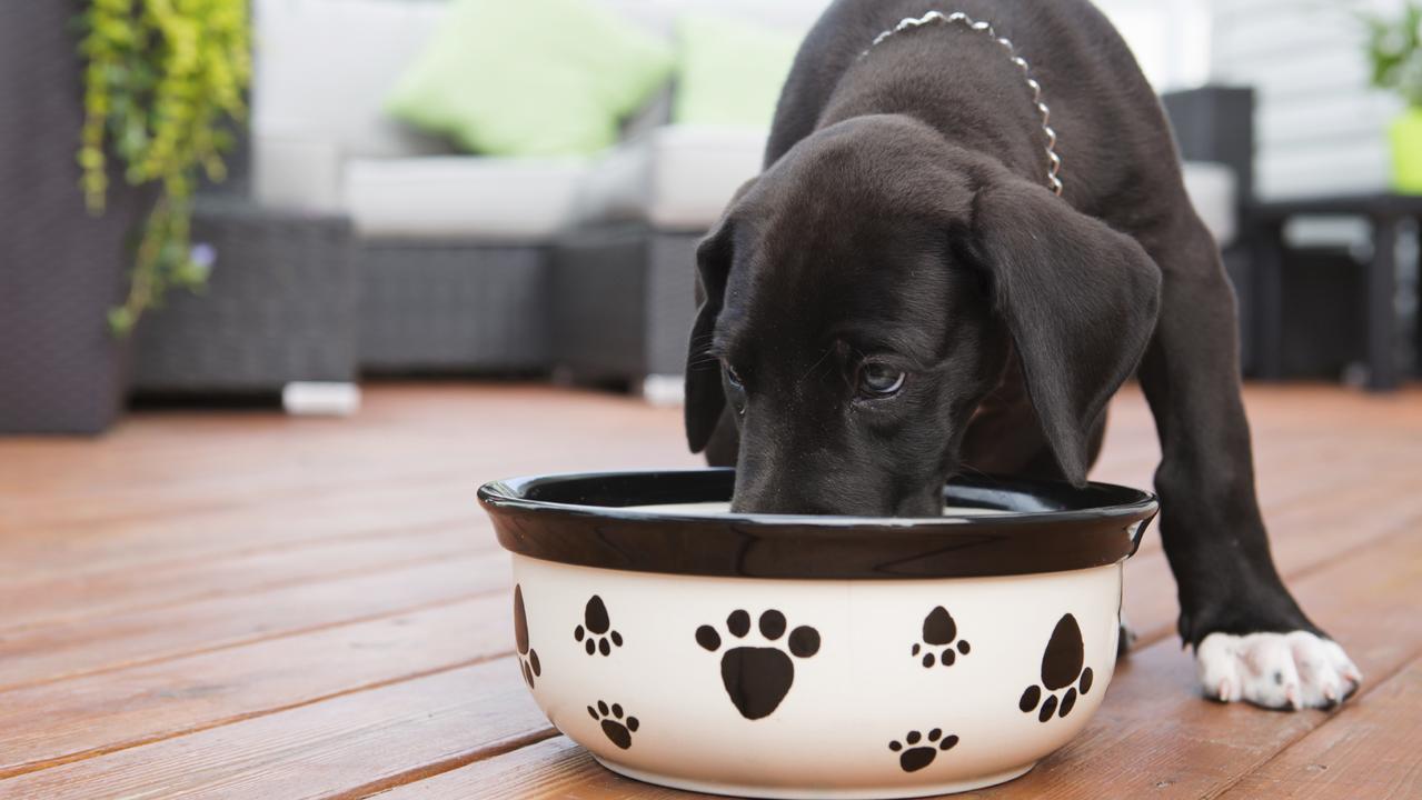 Multiple studies have discovered that nutrition has one of the biggest impacts on pet longevity. Picture: iStock