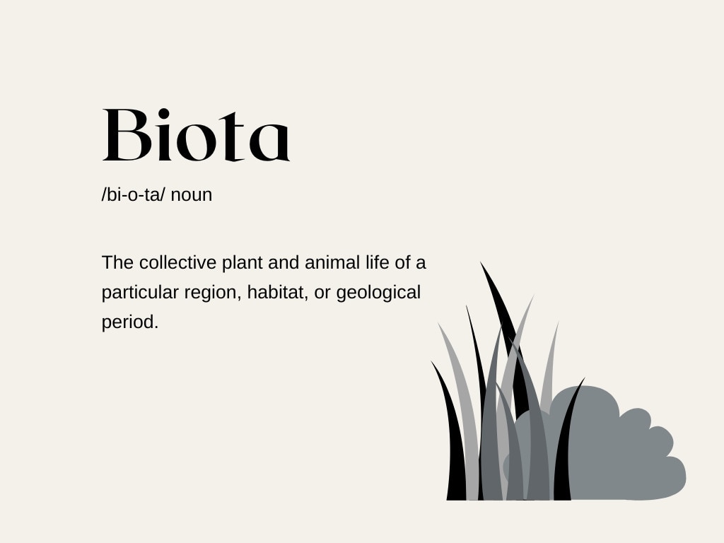 For example: The biota of a desert includes cacti, reptiles, and specialised insects.