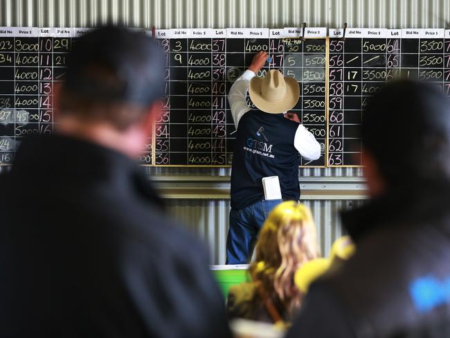 70 bulls were up for auction via the Helmsman auction system at the Paringa spring bull sale. Picture: Andy Rogers