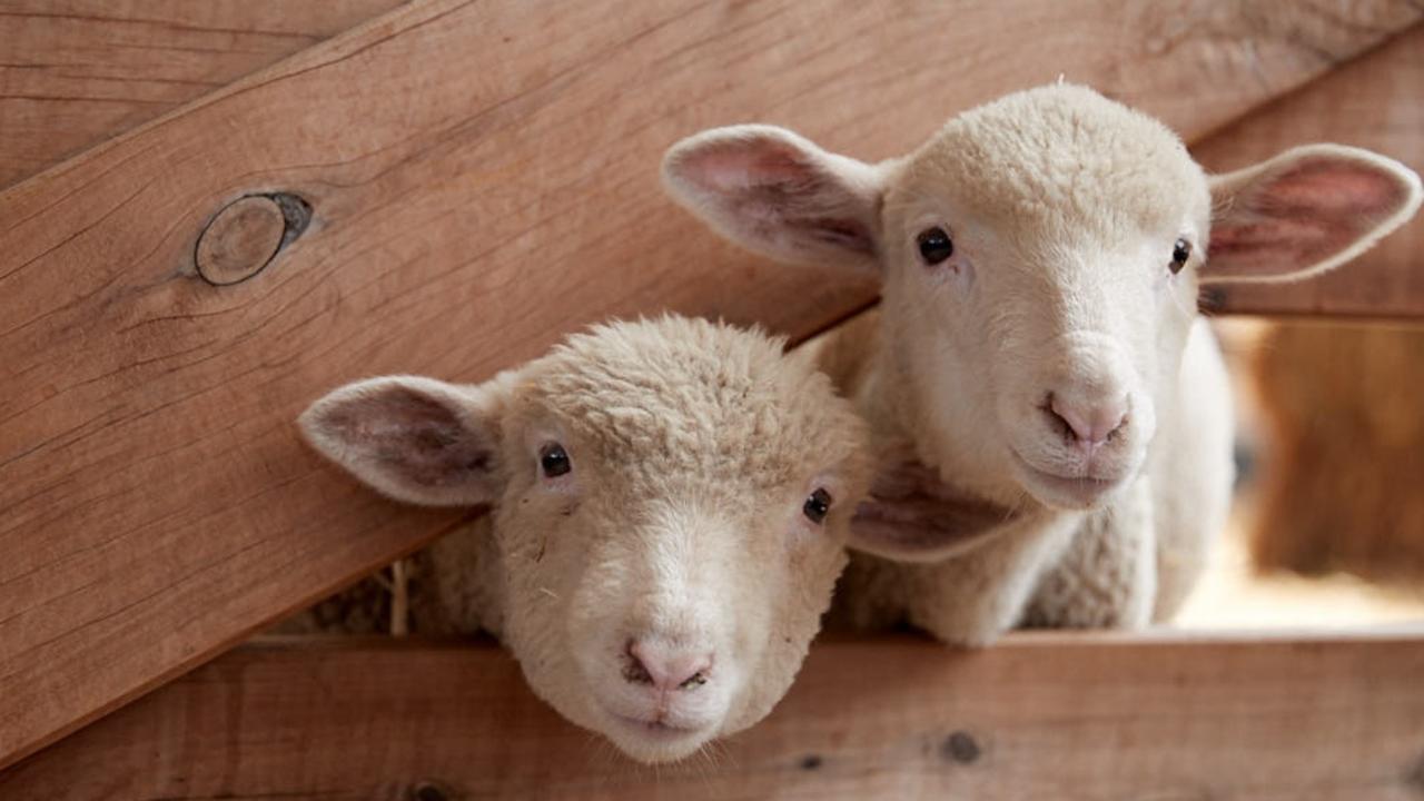 Maybe don’t name them if you’re going to eat them. Picture: Andrew Richey