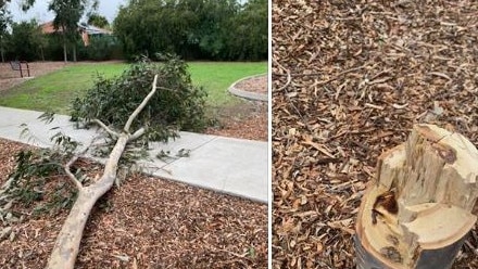 A gum tree was cut down in Chinner Reserve this week. Pictures: Cazz Stephens