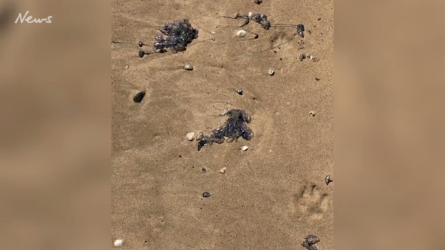 Giant clusters of beached Bluebottles in NSW