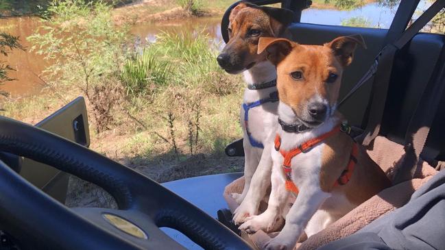 Farm dogs Steve and Rambo.