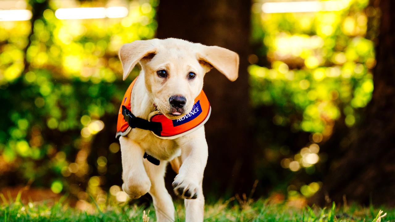 Guide Dog Puppy Kicked In Savage Attack On Chapel St 