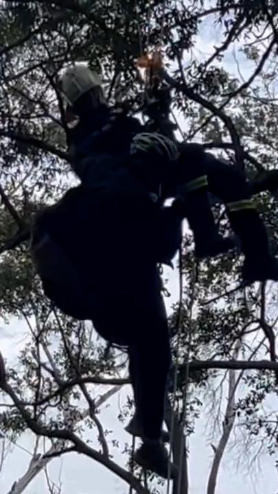 Paraglider rescued after crashing into tree on NSW mid-north coast