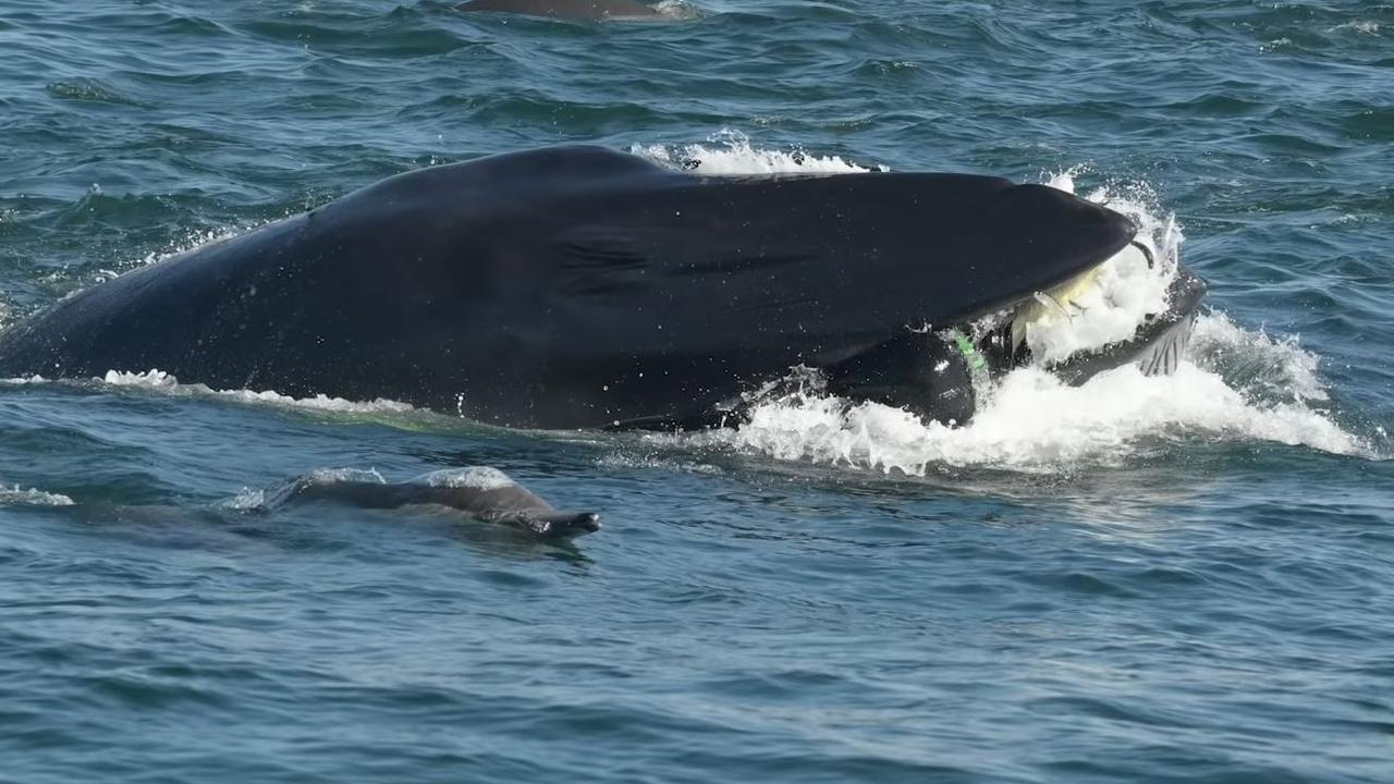 South African diver Rainer Schimpf swallowed by Bryde’s whale | news ...