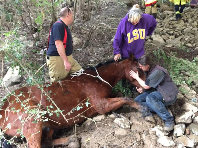 Buddy was found by an RDA-Nepean Centre coach under an M4 overpass near a swollen South Creek on June 7, after he was swept over a fence with other horses in heavy rains. Picture: Matthew Sullivan