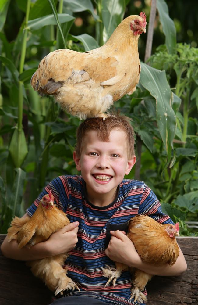 IN SAFE HANDS: Daniel Yip’s new Golden Pekin bantams are now safe from sly foxes. Picture: Tait Schmaal.