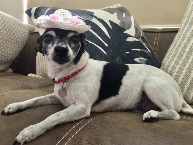 Pickle: Ten-year-old Pickle got all dressed up for her magazine photo shoot.