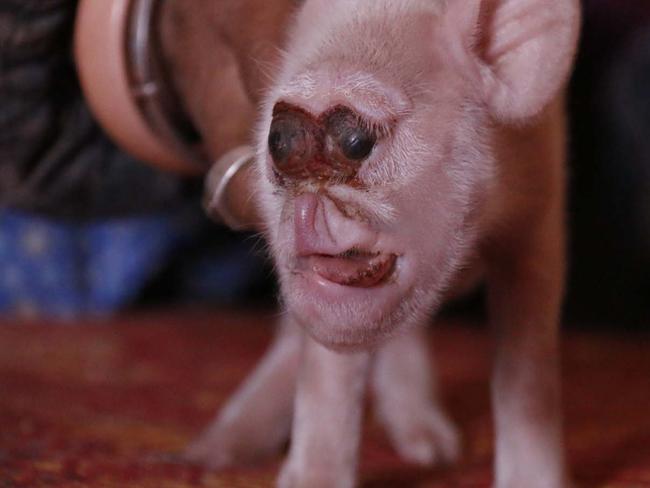 A piglet born with the face of a monkey in Zhijin, Guizhou province, China. Picture: Australscope