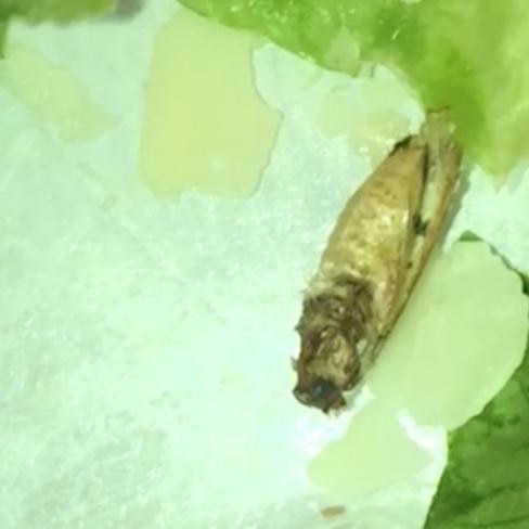 Zoe said she found this dead insect inside her lunch. Picture: Caters