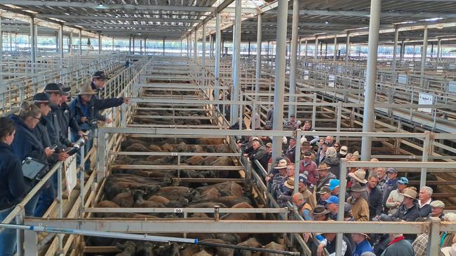 Selling action at the Wodonga store cattle sale where prices were judged up to $60 dearer.