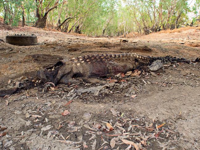 2015: Australian Federal Police investigated this 4.62m saltwater crocodile that has been found beheaded under the West Alligator bridge on the Arnhem Highway in Kakadu. Picture: Michael Franchi
