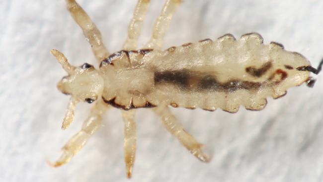 Children with head lice should not be sent to school untreated.