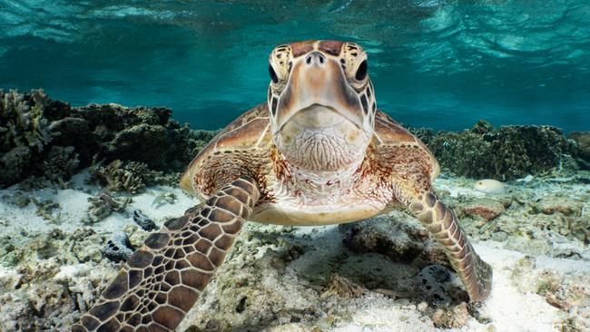 A friendly sea turtle at Lady Elliot Island, Australia. Photo: Joanna Smart.