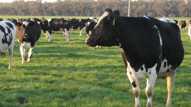 Kanyapella Dairy has a peak milking capacity of 1000 cows.